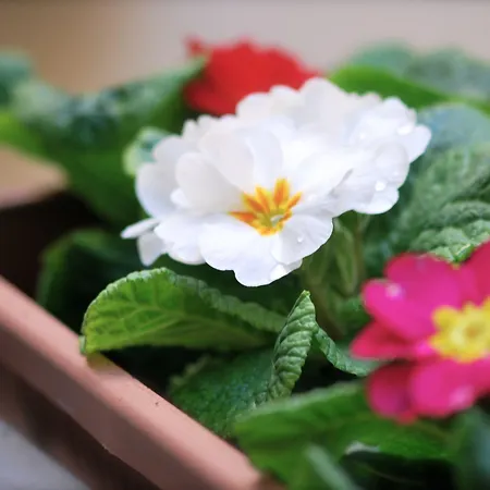 Il Quadrifoglio Room& Couette-café 4*